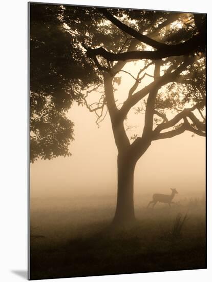 A Fallow Deer Runs Through Richmond Park on a Misty Morning in Autumn-Alex Saberi-Mounted Premium Photographic Print