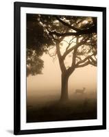 A Fallow Deer Runs Through Richmond Park on a Misty Morning in Autumn-Alex Saberi-Framed Premium Photographic Print