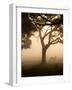 A Fallow Deer Runs Through Richmond Park on a Misty Morning in Autumn-Alex Saberi-Framed Photographic Print