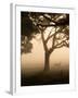 A Fallow Deer Runs Through Richmond Park on a Misty Morning in Autumn-Alex Saberi-Framed Photographic Print