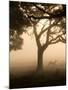 A Fallow Deer Runs Through Richmond Park on a Misty Morning in Autumn-Alex Saberi-Mounted Photographic Print