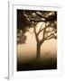 A Fallow Deer Runs Through Richmond Park on a Misty Morning in Autumn-Alex Saberi-Framed Photographic Print