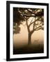 A Fallow Deer Runs Through Richmond Park on a Misty Morning in Autumn-Alex Saberi-Framed Photographic Print