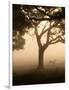 A Fallow Deer Runs Through Richmond Park on a Misty Morning in Autumn-Alex Saberi-Framed Photographic Print
