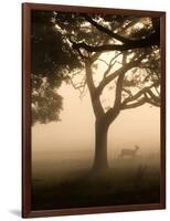 A Fallow Deer Runs Through Richmond Park on a Misty Morning in Autumn-Alex Saberi-Framed Photographic Print