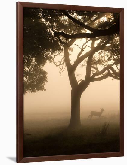 A Fallow Deer Runs Through Richmond Park on a Misty Morning in Autumn-Alex Saberi-Framed Photographic Print