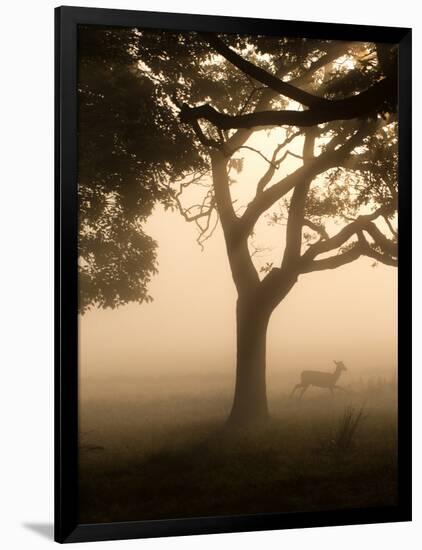 A Fallow Deer Runs Through Richmond Park on a Misty Morning in Autumn-Alex Saberi-Framed Photographic Print