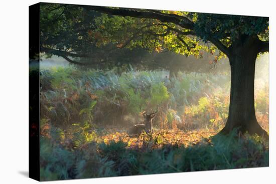 A Fallow Deer Stag, Dama Dama, Resting in a Misty Forest in Richmond Park in Autumn-Alex Saberi-Stretched Canvas