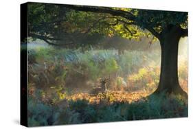 A Fallow Deer Stag, Dama Dama, Resting in a Misty Forest in Richmond Park in Autumn-Alex Saberi-Stretched Canvas