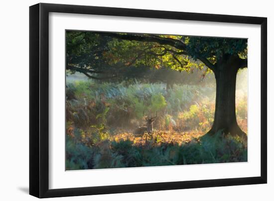 A Fallow Deer Stag, Dama Dama, Resting in a Misty Forest in Richmond Park in Autumn-Alex Saberi-Framed Photographic Print