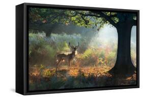 A Fallow Deer Stag, Dama Dama, Resting in a Misty Forest in Richmond Park in Autumn-Alex Saberi-Framed Stretched Canvas