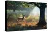 A Fallow Deer Stag, Dama Dama, Resting in a Misty Forest in Richmond Park in Autumn-Alex Saberi-Stretched Canvas