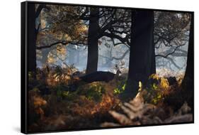 A Fallow Deer Stag, Dama Dama, Stands In Richmond Park At Dawn-Alex Saberi-Framed Stretched Canvas