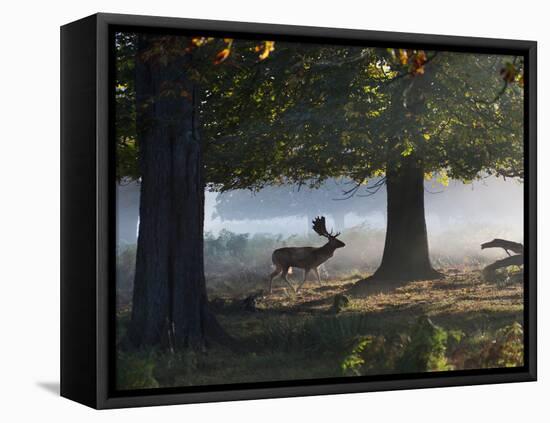 A Fallow Deer Stag, Dama Dama, Walking in a Misty Forest in Richmond Park in Autumn-Alex Saberi-Framed Stretched Canvas