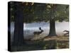 A Fallow Deer Stag, Dama Dama, Walking in a Misty Forest in Richmond Park in Autumn-Alex Saberi-Stretched Canvas