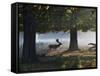 A Fallow Deer Stag, Dama Dama, Walking in a Misty Forest in Richmond Park in Autumn-Alex Saberi-Framed Stretched Canvas