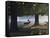 A Fallow Deer Stag, Dama Dama, Walking in a Misty Forest in Richmond Park in Autumn-Alex Saberi-Framed Stretched Canvas