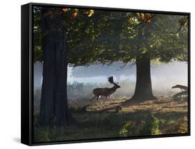 A Fallow Deer Stag, Dama Dama, Walking in a Misty Forest in Richmond Park in Autumn-Alex Saberi-Framed Stretched Canvas