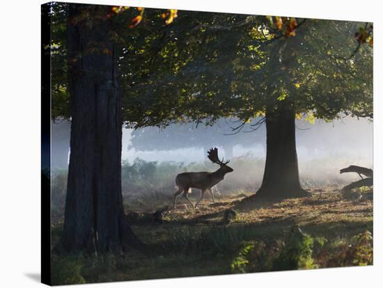 A Fallow Deer Stag, Dama Dama, Walking in a Misty Forest in Richmond Park in Autumn-Alex Saberi-Stretched Canvas