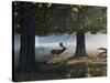 A Fallow Deer Stag, Dama Dama, Walking in a Misty Forest in Richmond Park in Autumn-Alex Saberi-Stretched Canvas