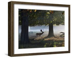 A Fallow Deer Stag, Dama Dama, Walking in a Misty Forest in Richmond Park in Autumn-Alex Saberi-Framed Photographic Print