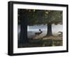 A Fallow Deer Stag, Dama Dama, Walking in a Misty Forest in Richmond Park in Autumn-Alex Saberi-Framed Photographic Print