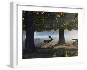 A Fallow Deer Stag, Dama Dama, Walking in a Misty Forest in Richmond Park in Autumn-Alex Saberi-Framed Photographic Print