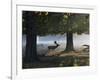 A Fallow Deer Stag, Dama Dama, Walking in a Misty Forest in Richmond Park in Autumn-Alex Saberi-Framed Photographic Print