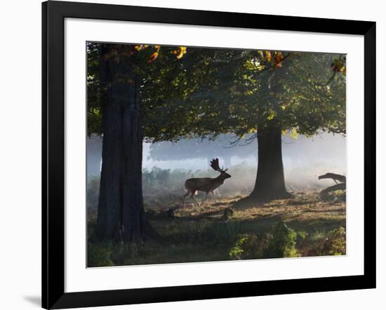 A Fallow Deer Stag, Dama Dama, Walking in a Misty Forest in Richmond Park in Autumn-Alex Saberi-Framed Photographic Print