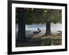 A Fallow Deer Stag, Dama Dama, Walking in a Misty Forest in Richmond Park in Autumn-Alex Saberi-Framed Photographic Print