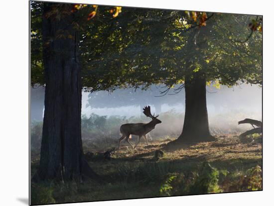 A Fallow Deer Stag, Dama Dama, Walking in a Misty Forest in Richmond Park in Autumn-Alex Saberi-Mounted Photographic Print