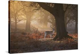 A Fallow Deer Stag, Dama Dama, Walks In Richmond Park At Sunrise-Alex Saberi-Stretched Canvas