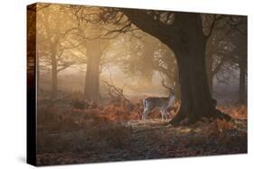 A Fallow Deer Stag, Dama Dama, Walks In Richmond Park At Sunrise-Alex Saberi-Stretched Canvas