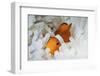 A False Clownfish Snuggles Amongst its Host's Tentacles on a Reef-Stocktrek Images-Framed Photographic Print