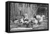 A Family at Work, Catamarca, Argentina, Early 20th Century-null-Framed Stretched Canvas