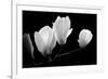 A Family Of Light, 2007-Hiroyuki Arakawa-Framed Photographic Print