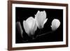 A Family Of Light, 2007-Hiroyuki Arakawa-Framed Photographic Print