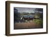 A Family of Wild Horses Graze among the Homes in the Outer Banks in North Carolina-pdb1-Framed Photographic Print