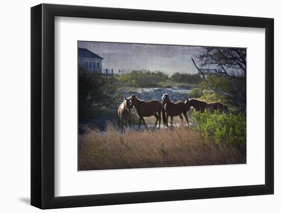 A Family of Wild Horses Graze among the Homes in the Outer Banks in North Carolina-pdb1-Framed Photographic Print