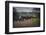A Family of Wild Horses Graze among the Homes in the Outer Banks in North Carolina-pdb1-Framed Photographic Print