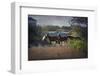 A Family of Wild Horses Graze among the Homes in the Outer Banks in North Carolina-pdb1-Framed Photographic Print