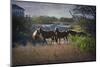 A Family of Wild Horses Graze among the Homes in the Outer Banks in North Carolina-pdb1-Mounted Photographic Print