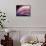 A Fan of Purple-Ursula Abresch-Framed Stretched Canvas displayed on a wall