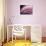 A Fan of Purple-Ursula Abresch-Photographic Print displayed on a wall