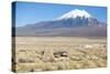 A Farmer Crosses a Landscape Below a Volcano in Sajama National Park-Alex Saberi-Stretched Canvas