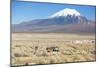 A Farmer Crosses a Landscape Below a Volcano in Sajama National Park-Alex Saberi-Mounted Premium Photographic Print