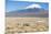 A Farmer Crosses a Landscape Below a Volcano in Sajama National Park-Alex Saberi-Mounted Photographic Print