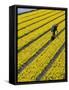 A Farmer Cuts Daffodils-null-Framed Stretched Canvas