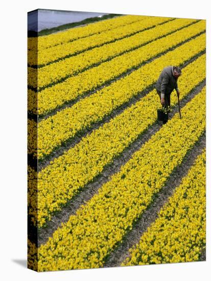 A Farmer Cuts Daffodils-null-Stretched Canvas