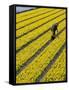 A Farmer Cuts Daffodils-null-Framed Stretched Canvas